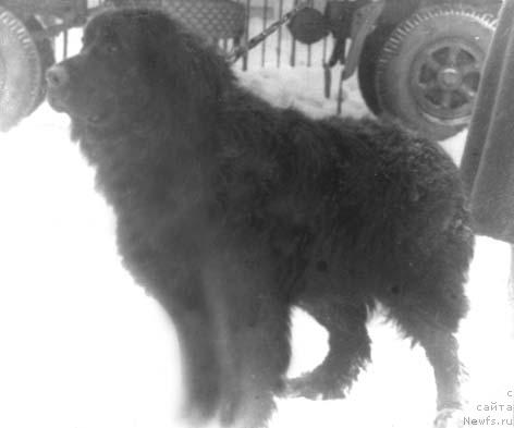 Фото: ньюфаундленд Habur YAgri (Хабур Ягри)