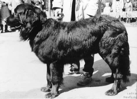 Фото: ньюфаундленд Villi Ay Tin (Вилли Ай Тин)