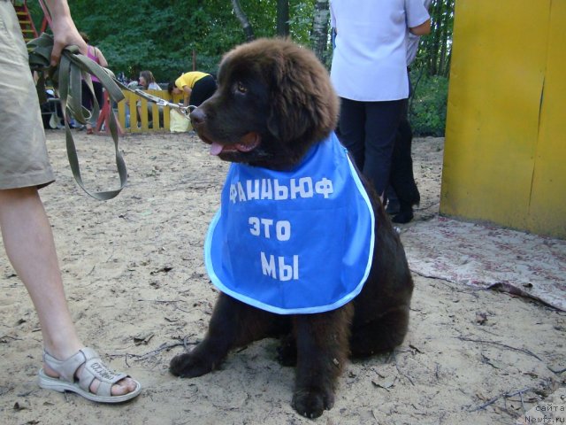 Фото: ньюфаундленд Fann'yuf Ura YA s Vami (Фанньюф Ура Я с Вами)