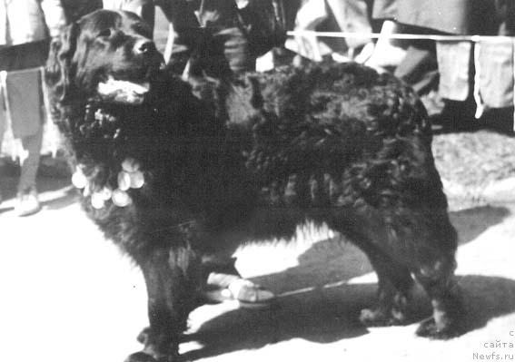 Фото: ньюфаундленд Ayna (Айна)