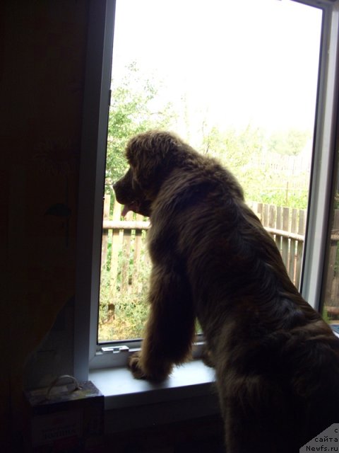 Фото: ньюфаундленд Barhatka Roskoshnaya (Бархатка Роскошная)