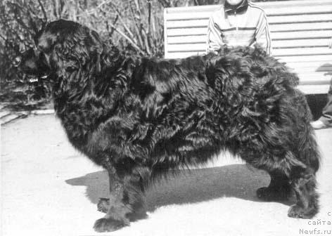 Фото: ньюфаундленд Long YUt (Лонг Ют)