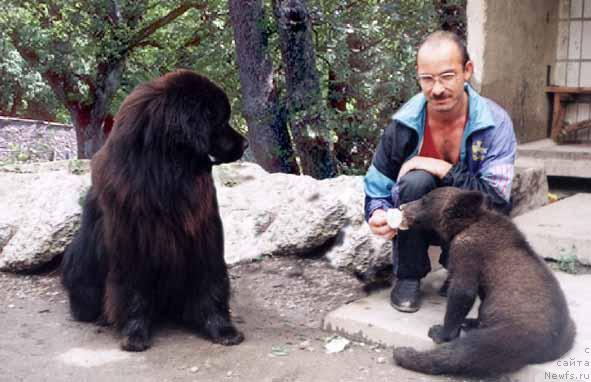 Фото: ньюфаундленд YUventus Seyver (Ювентус Сейвер)