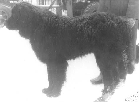 Фото: ньюфаундленд Franchesko Kyepi (Франческо Кэпи)