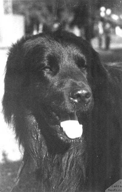 Фото: ньюфаундленд Neman (Неман)