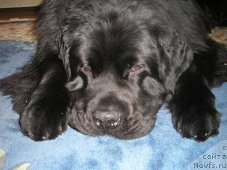 Фото: ньюфаундленд Plushevaya Panda Vikar (Плюшевая Панда Викар)