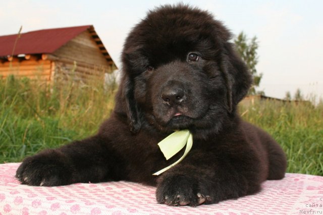 Фото: ньюфаундленд YUnitella Legenda o Lyubvi (Юнителла Легенда о Любви)