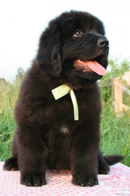 Фото: ньюфаундленд YUnitella Legenda o Lyubvi (Юнителла Легенда о Любви)