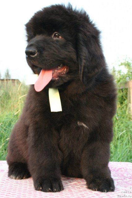 Фото: ньюфаундленд YUnitella Legenda o Lyubvi (Юнителла Легенда о Любви)