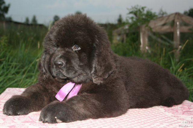 Фото: ньюфаундленд YU-Piter from Piter (Ю-Питер фром Питер)