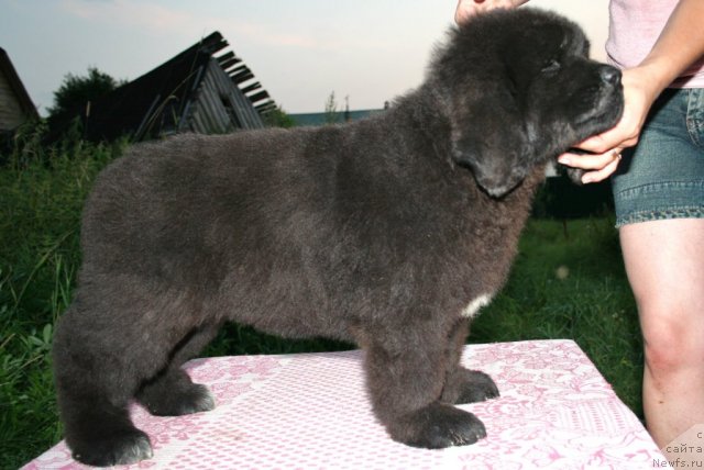 Фото: ньюфаундленд YU-Piter from Piter (Ю-Питер фром Питер)