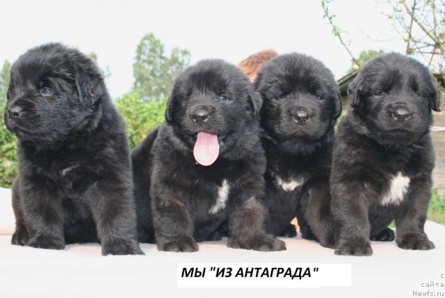 Фото: Щенки 