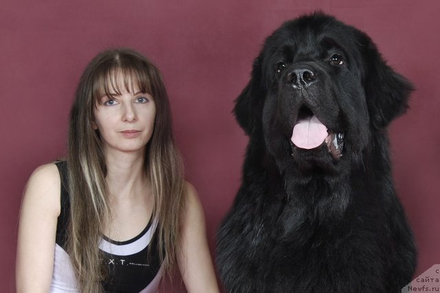 Фото: ньюфаундленд Drive Me Crazy of Apachee's Home, YUliya Naumova (Юлия Наумова)
