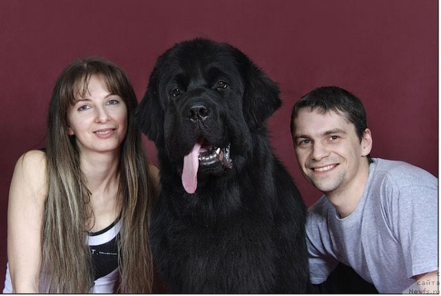 Фото: YUliya Naumova (Юлия Наумова), ньюфаундленд Drive Me Crazy of Apachee's Home, Талантов Валентин