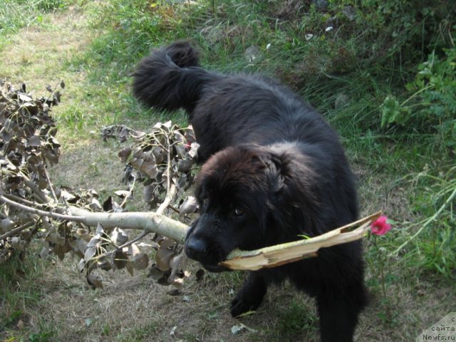 Фото: ньюфаундленд Lunnaya Krasavica (Лунная Красавица)