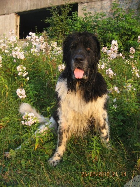 Фото: ньюфаундленд YUnona (Юнона), Юночка