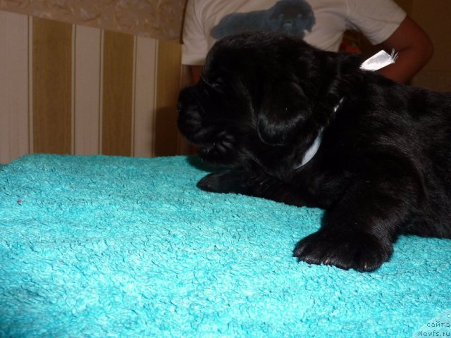 Фото: ньюфаундленд Bekhem Big Boy (Бекхем Биг Бой)