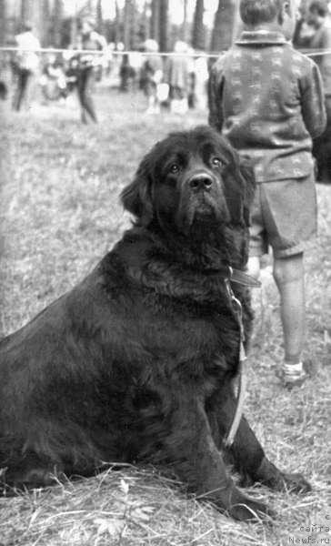 Фото: ньюфаундленд Eva Blyek (Ева Блэк)