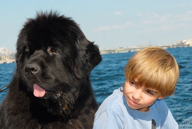 Фото: ньюфаундленд Sent Djons Rose for Me (Сент Джонс Роуз фо Ми)