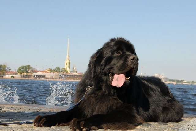 Фото: ньюфаундленд Kloofbears My Dream for Sent Djons