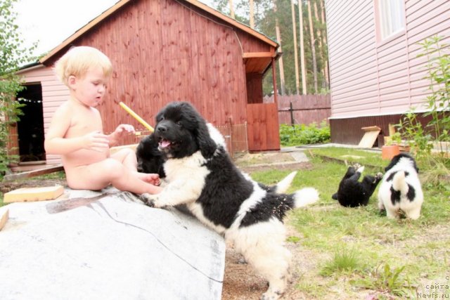 Фото: ньюфаундленд Akvian Song Zes Trib'yut tu Feshen (Аквиан Сонг Зес Трибьют ту Фешен), и Дима