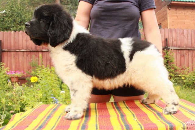 Фото: ньюфаундленд Akvian Song Zes Trib'yut tu Feshen (Аквиан Сонг Зес Трибьют ту Фешен)