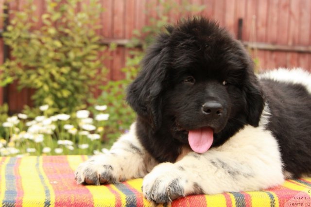 Фото: ньюфаундленд Akvian Song Zes Trib'yut tu Feshen (Аквиан Сонг Зес Трибьют ту Фешен)