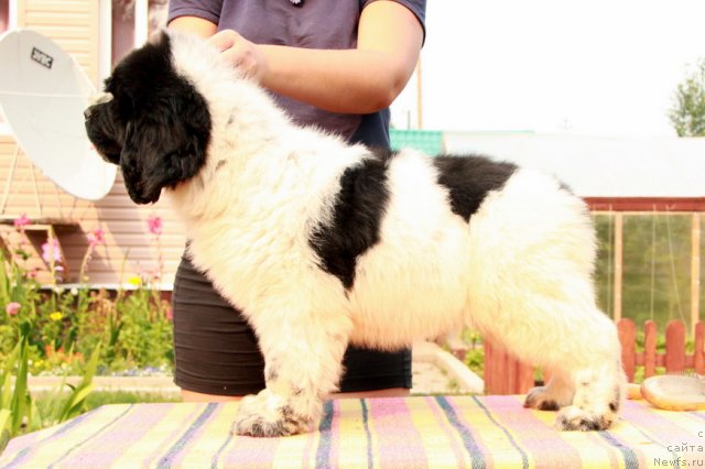 Фото: ньюфаундленд Akvian Song Zippi Panda (Аквиан Сонг Зиппи Панда)