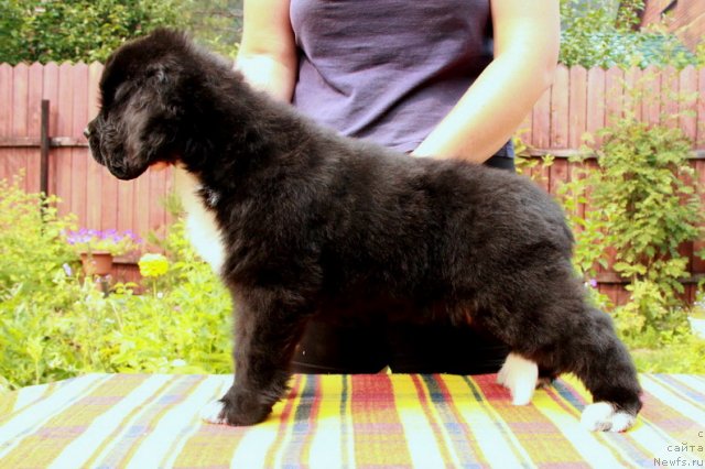 Фото: ньюфаундленд Ikona Stilya (Икона Стиля)