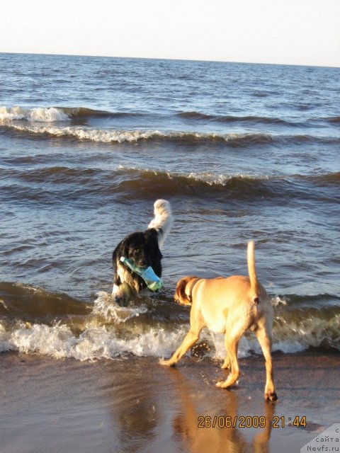 Фото: ньюфаундленд YUnona (Юнона)