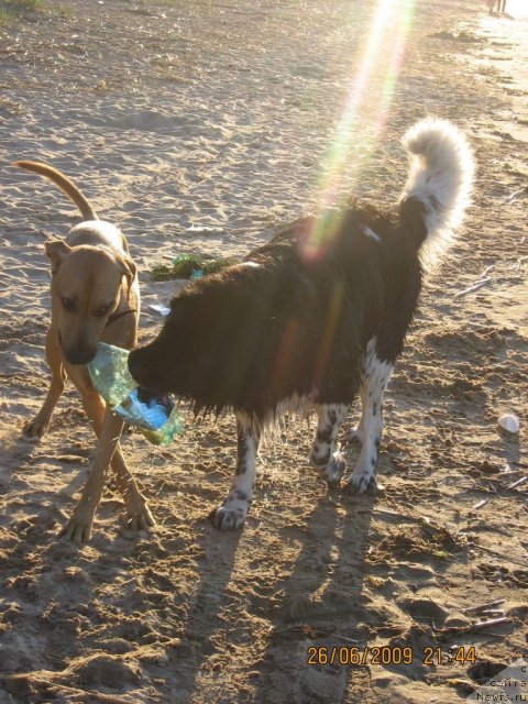 Фото: ньюфаундленд YUnona (Юнона)