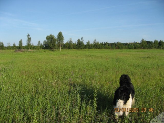 Фото: ньюфаундленд YUnona (Юнона)