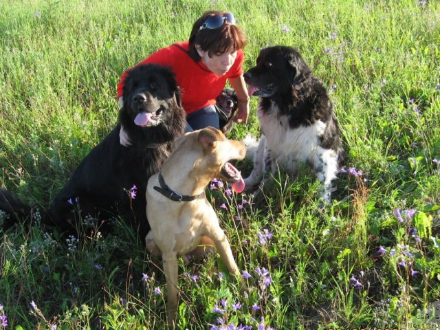 Фото: ньюфаундленд YUnona (Юнона), ньюфаундленд Barbara CHernyiy Bril'yant (Барбара Черный Брильянт), Natal'ya Avenirova (Наталья Авенирова), Лорд