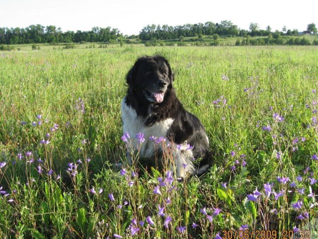 Фото: ньюфаундленд YUnona (Юнона)
