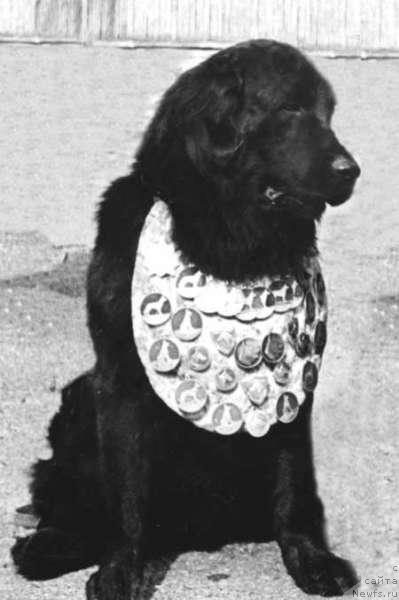 Фото: ньюфаундленд Nil's (Нильс)