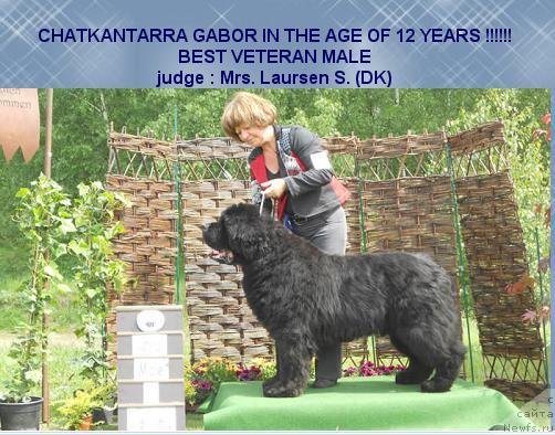 Фото: ньюфаундленд Chatkantarra Gabor