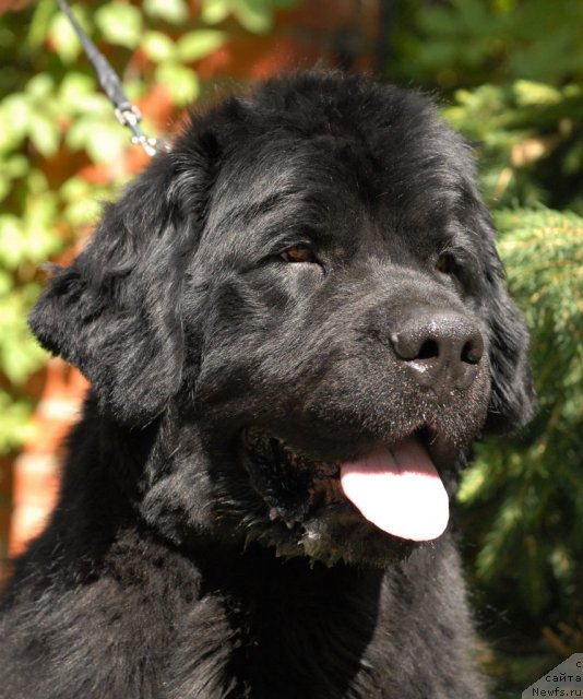 Фото: ньюфаундленд Smigar Imperiya Strasti (Смигар Империя Страсти)