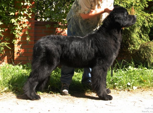 Фото: ньюфаундленд Smigar Imperiya Strasti (Смигар Империя Страсти)