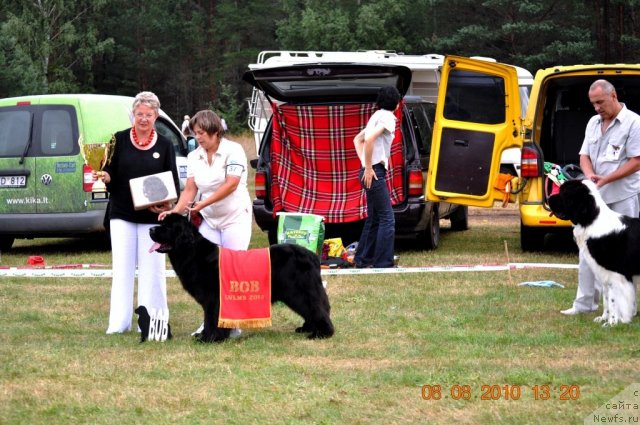 Фото: ньюфаундленд Perfect Jewel Nuo Ozo Kalvu, ньюфаундленд Zidan Clark Zvezdnij Dar