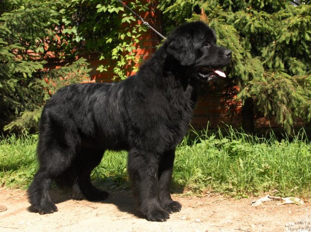 Фото: ньюфаундленд Smigar Imperiya Strasti (Смигар Империя Страсти)