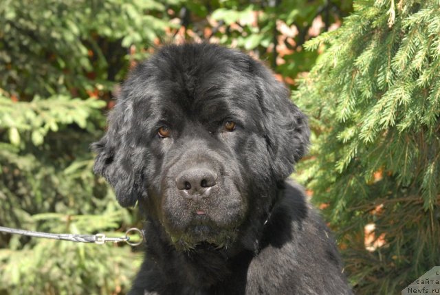 Фото: ньюфаундленд Smigar Imperiya Strasti (Смигар Империя Страсти)