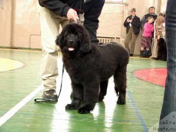 Фото: ньюфаундленд Huodye SHen' YUkon (Хуодэ Шень Юкон)
