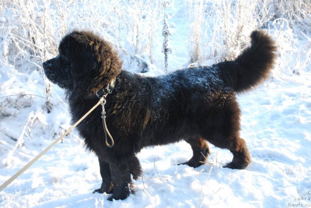 Фото: ньюфаундленд Smigar Imperiya Strasti (Смигар Империя Страсти)