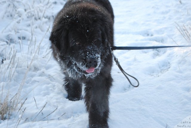 Фото: ньюфаундленд Smigar Imperiya Strasti (Смигар Империя Страсти)