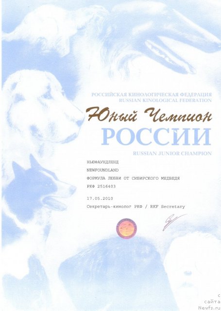 Фото: ньюфаундленд Formula Lyubvi ot Sibirskogo Medvedya (Формула Любви от Сибирского Медведя)