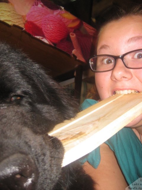 Фото: ньюфаундленд Zvezda Vostoka (Звезда Востока), Elizaveta Tihonova (Елизавета Тихонова)