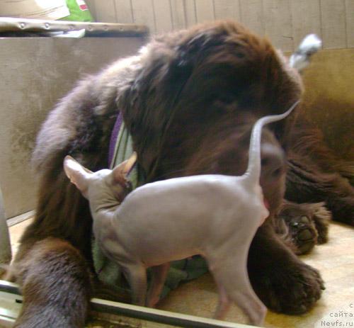 Фото: ньюфаундленд Super Premium Best Belzhen Regards (Супер Премиум Бест Бэлжен Ригардс)