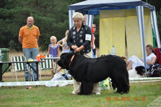 Фото: Inguna Tixomirova, ньюфаундленд Black Imp Hot Head Hooligan