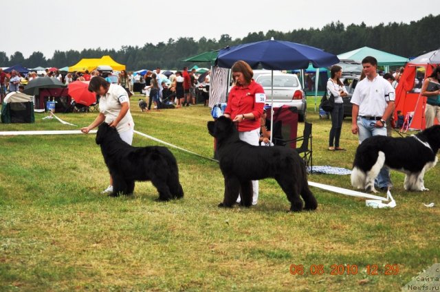 Фото: ньюфаундленд Perfect Jewel Nuo Ozo Kalvu, ньюфаундленд Zara Clark Zvezdnij Dar