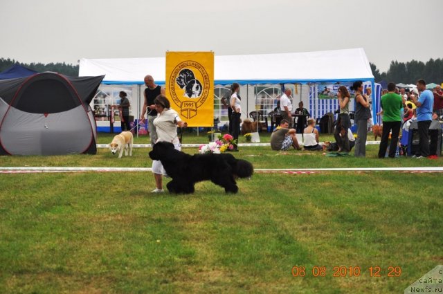 Фото: ньюфаундленд Perfect Jewel Nuo Ozo Kalvu